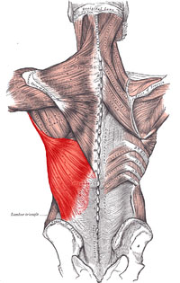 Músculo dorsal ancho Músculo dorsal ancho