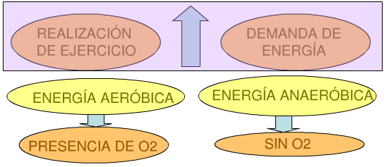 El ATP y los procesos de energía 1 demanda