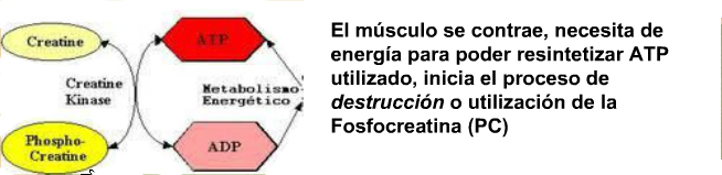 El ATP y los procesos de energía 2 dsadasdasd