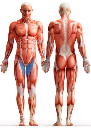 Anatomía de las piernas 3 hip adductor machine