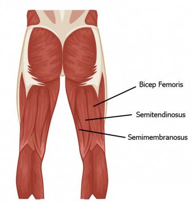 Anatomía de las piernas 2 i cant get no sleep