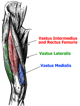 Anatomía de las piernas 1 quadriceps anatomy