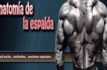 Anatomía de la espalda