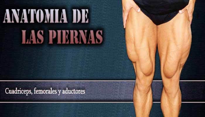 Anatomía de las piernas Anatomía de las piernas