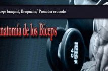 Anatomía del biceps