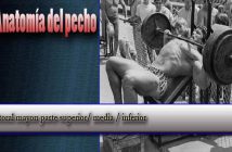 Anatomía del pecho