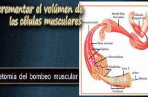 Incrementar el volumen de células musculares