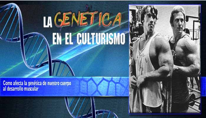La Genética en el culturismo La Genética en el culturismo