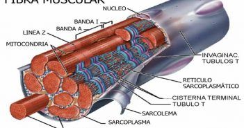 Tipos de Fibras Musculares