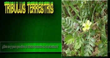 Tribulus Terrestris en el Culturismo